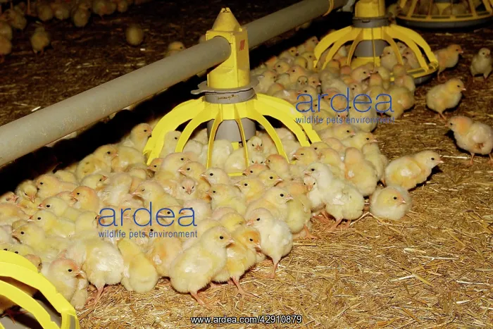 : Chicks - being raised for meat. 1 day old : Chicks - being raised for meat. 1 day old
