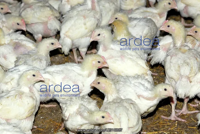 : Chicks - being raised for meat. 20 days old : Chicks - being raised for meat. 20 days old