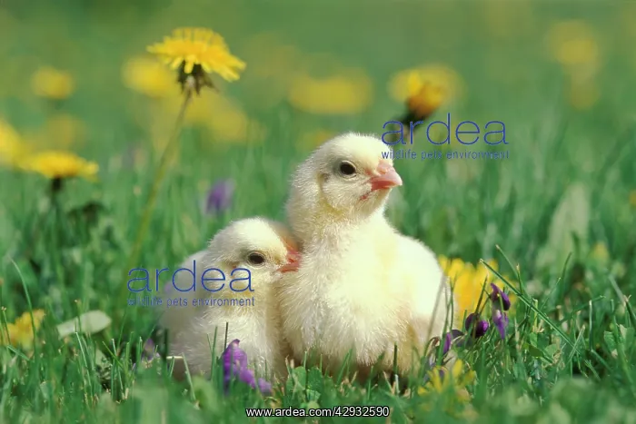 : Two chicks sitting together in grass, flowers : Two chicks sitting together in grass, flowers