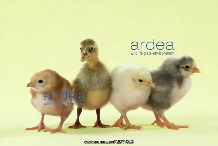  : Chicks standing with duckling
