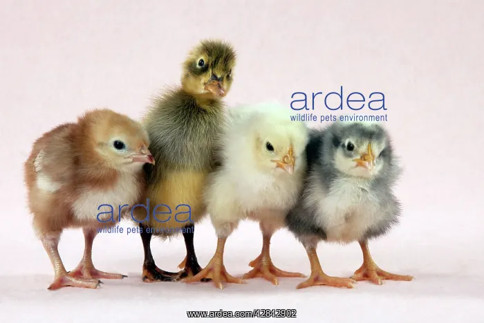  : Chicks standing with duckling