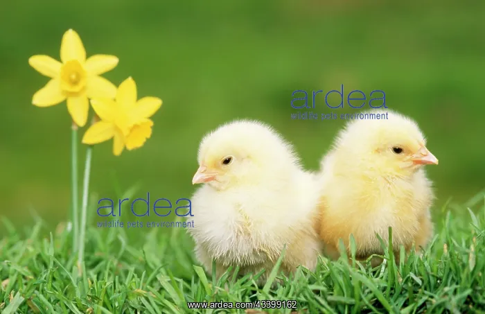  : CHICKS -two chicks pictured by daffodils