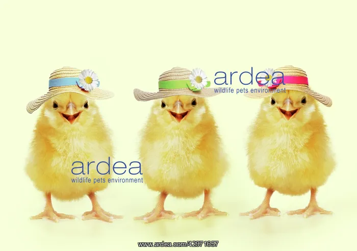 : Three Chicks wearing Easter bonnets : Three Chicks wearing Easter bonnets