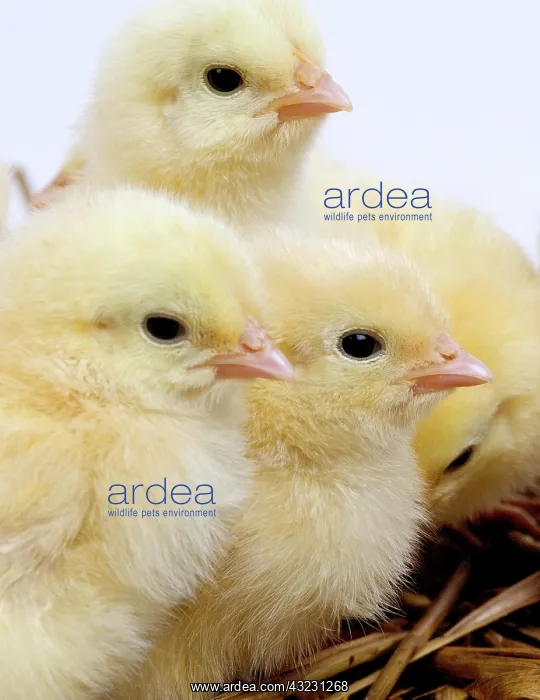 : Chicks against White Background : Chicks against White Background