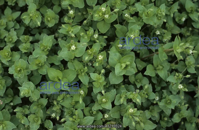 : Chickweed in flower : Chickweed in flower