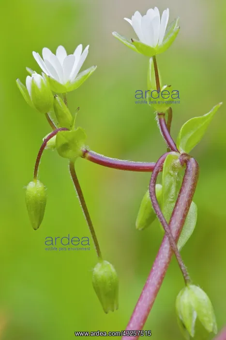 : Chickweed - detail of flowers : Chickweed - detail of flowers