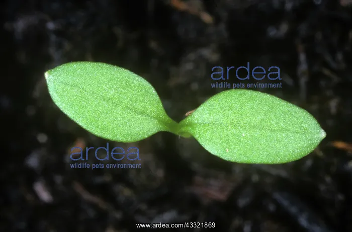 : Chickweed seedling : Chickweed seedling