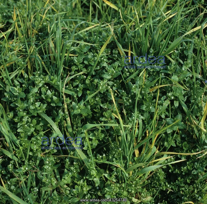 : Chickweed (Stellaria media) in Barley crop : Chickweed (Stellaria media) in Barley crop