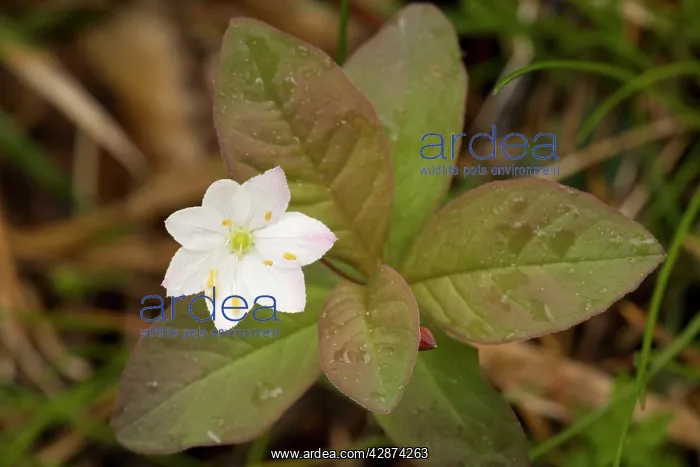: chickweed-wintergreen / Arctic starflower : chickweed-wintergreen / Arctic starflower