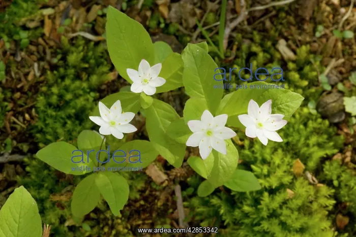 : Chickweed Wintergreen in flower : Chickweed Wintergreen in flower