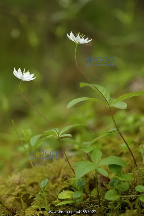 : Chickweed wintergreen in flower. A northern woodland flower : Chickweed wintergreen in flower. A northern woodland flower
