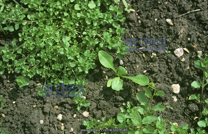 : Chickweed in a young Sugar Beet crop : Chickweed in a young Sugar Beet crop