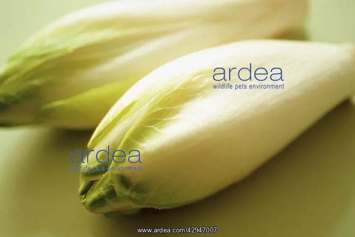 : Chicory, Cichorium intybus : Chicory, Cichorium intybus