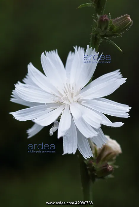 : Chicory, Cichorium intybus f album : Chicory, Cichorium intybus f album