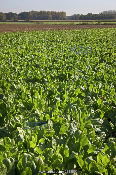 : Chicory. field with cultivated chicory harvest - Belgium : Chicory. field with cultivated chicory harvest - Belgium