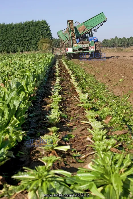 : Chicory. field with cultivated chicory harvest and tractor - Belgium : Chicory. field with cultivated chicory harvest and tractor - Belgium
