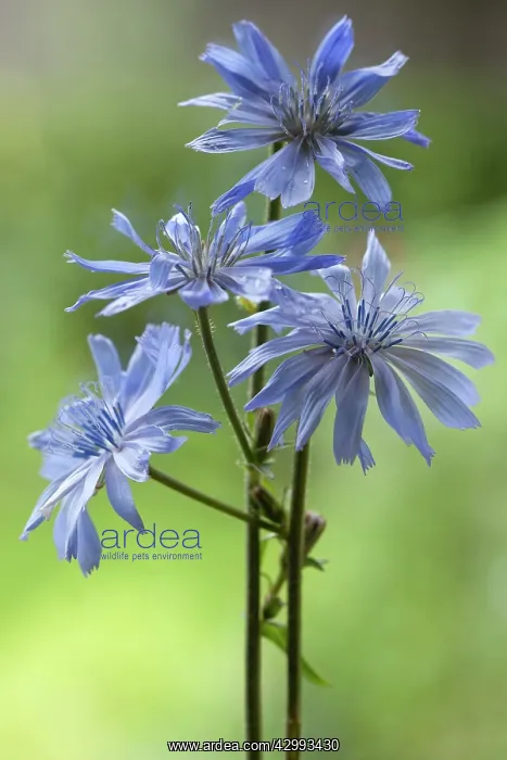 : Chicory. Blue flowers of Chicory, Cichorium intybus : Chicory. Blue flowers of Chicory, Cichorium intybus