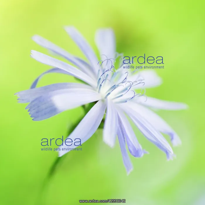 : Chicory, Cichorium intybus : Chicory, Cichorium intybus