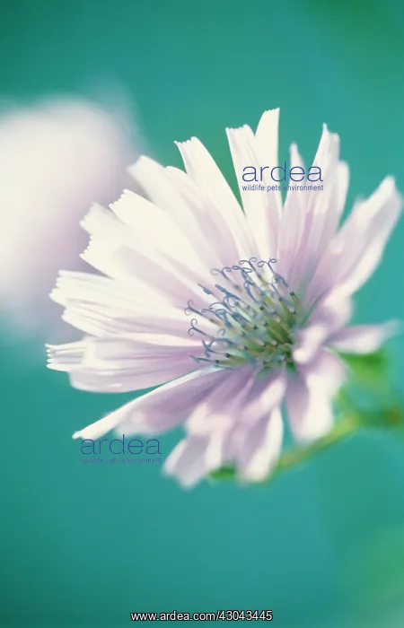 : Chicory, Cichorium intybus : Chicory, Cichorium intybus