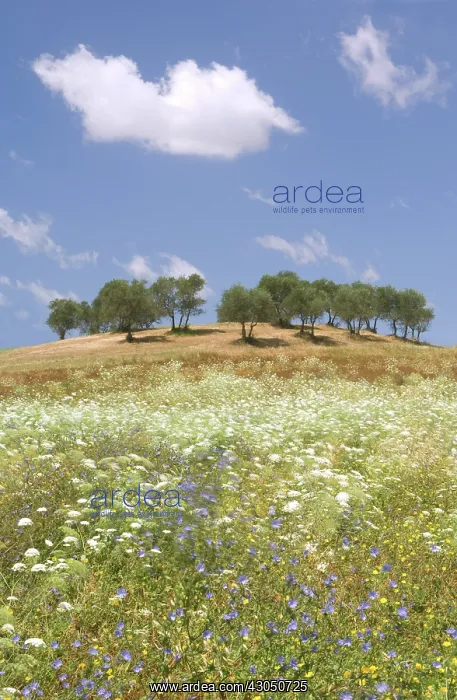 : Chicory, Cichorium intybus : Chicory, Cichorium intybus