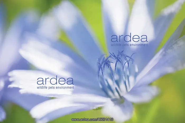 : Chicory, Cichorium intybus : Chicory, Cichorium intybus