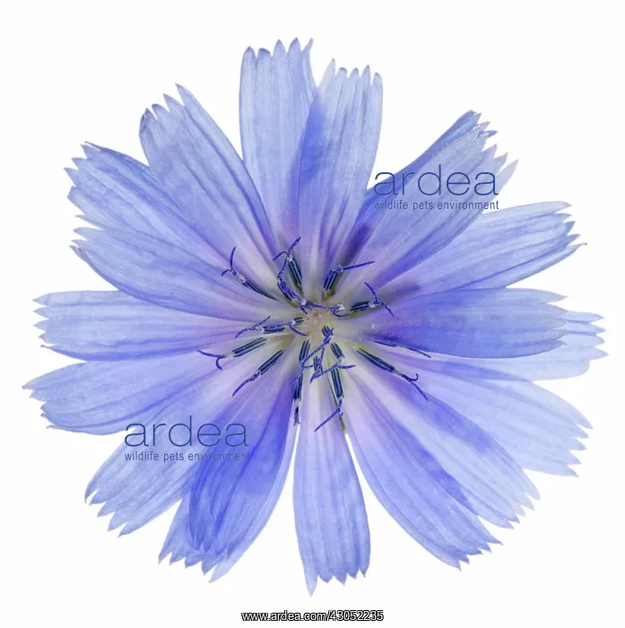 : Chicory, Cichorium intybus : Chicory, Cichorium intybus