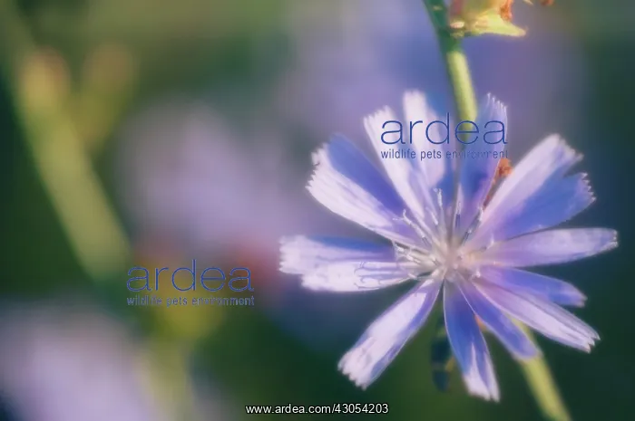: Chicory, Cichorium intybus : Chicory, Cichorium intybus