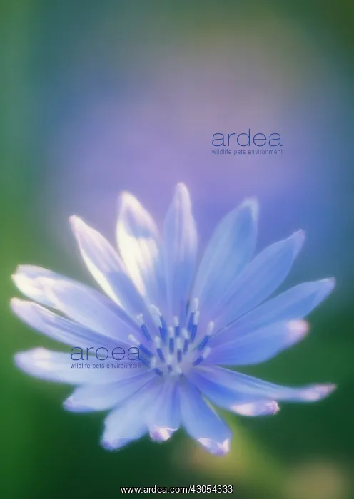 : Chicory, Cichorium intybus : Chicory, Cichorium intybus