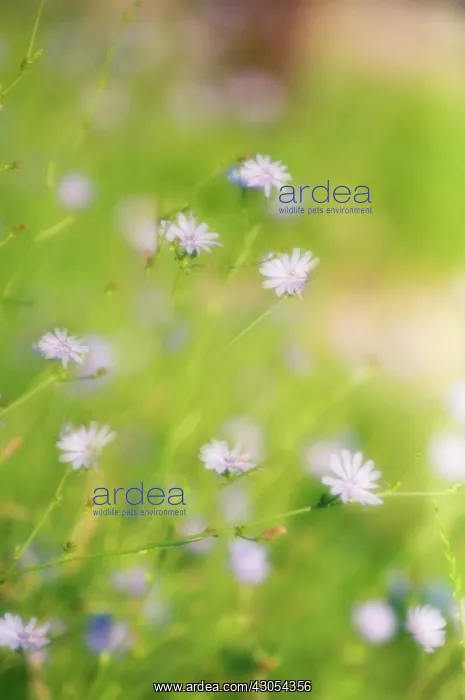 : Chicory, Cichorium intybus : Chicory, Cichorium intybus