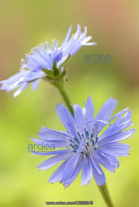 : Chicory, Cichorium intybus : Chicory, Cichorium intybus