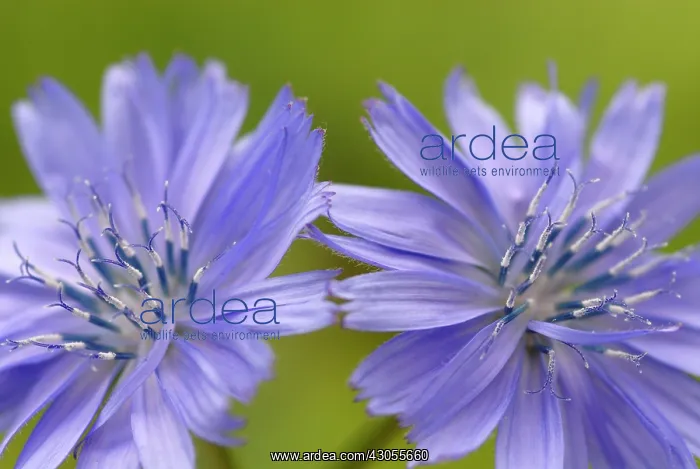 : Chicory, Cichorium intybus : Chicory, Cichorium intybus