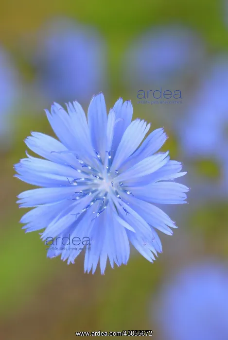 : Chicory, Cichorium intybus : Chicory, Cichorium intybus