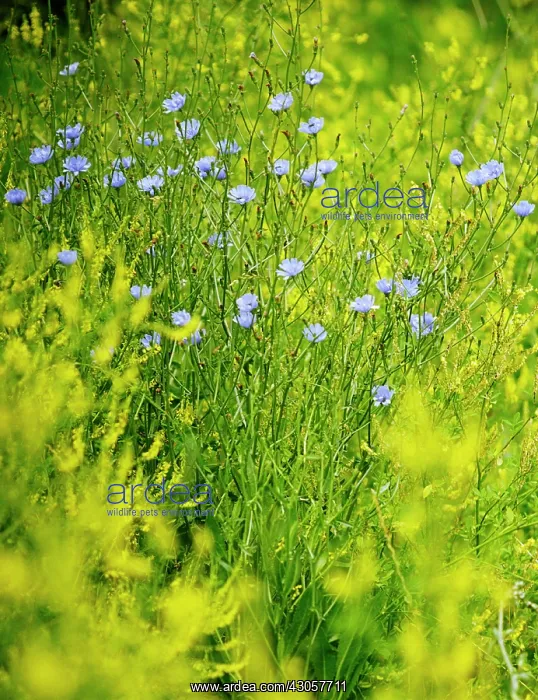 : Chicory, Cichorium intybus : Chicory, Cichorium intybus