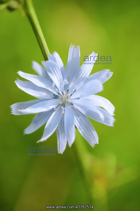 : Chicory, Cichorium intybus, Close front view of : Chicory, Cichorium intybus, Close front view of
