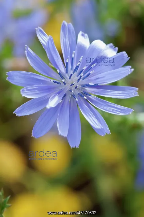 : Chicory, Cichorium intybus, close view of the bright blue wi : Chicory, Cichorium intybus, close view of the bright blue wi