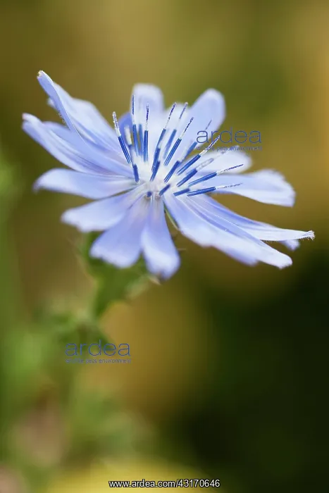 : Chicory, Cichorium intybus, close view of the bright blue wi : Chicory, Cichorium intybus, close view of the bright blue wi