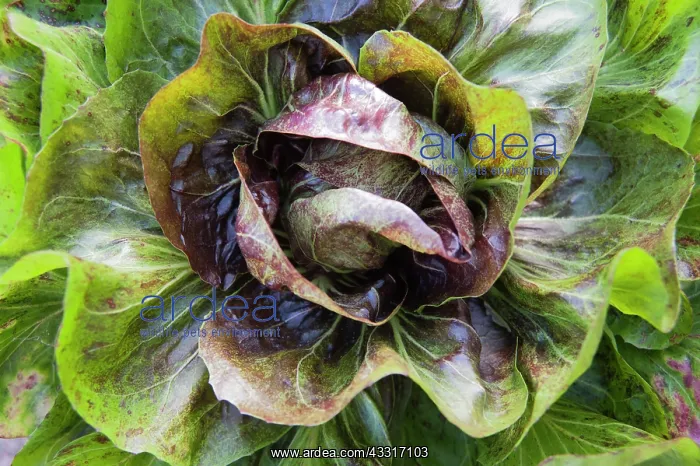 : Chicory, Cichorium intybus Variegata di Choggia : Chicory, Cichorium intybus Variegata di Choggia