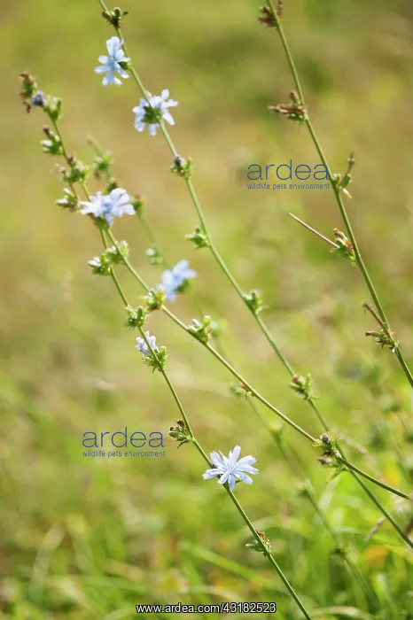 : Chicory, Cichorium intybus, Front view of pale blue : Chicory, Cichorium intybus, Front view of pale blue