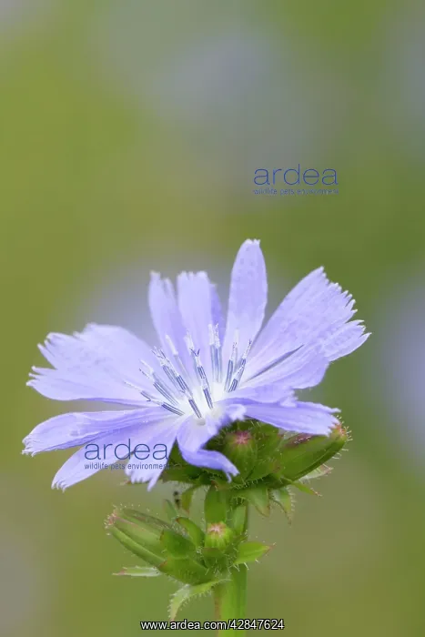 : Chicory Flower : Chicory Flower