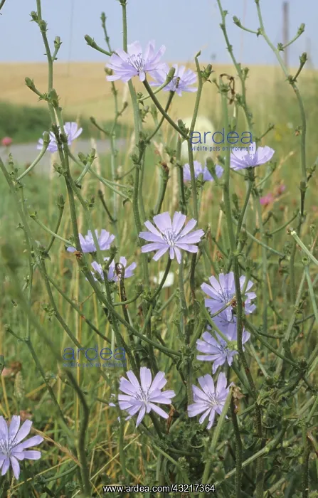 : Chicory flower : Chicory flower