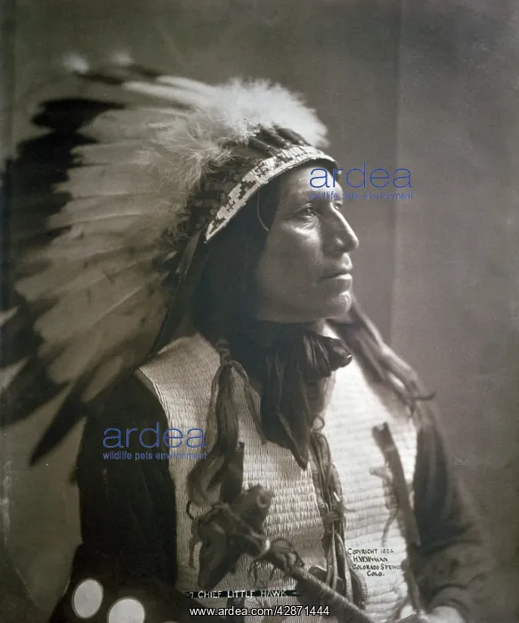: Chief Lttle Hawk photo 1904 - North American Indian : Chief Lttle Hawk photo 1904 - North American Indian