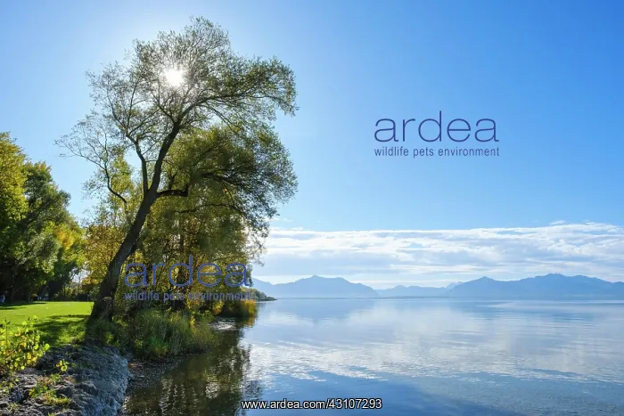 : Chiemsee with Alpine chain, near Seebruck, Chiemgau : Chiemsee with Alpine chain, near Seebruck, Chiemgau