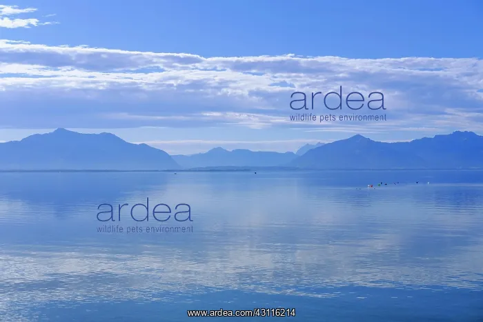 : Chiemsee with Alpine chain, near Seebruck, Chiemgau : Chiemsee with Alpine chain, near Seebruck, Chiemgau