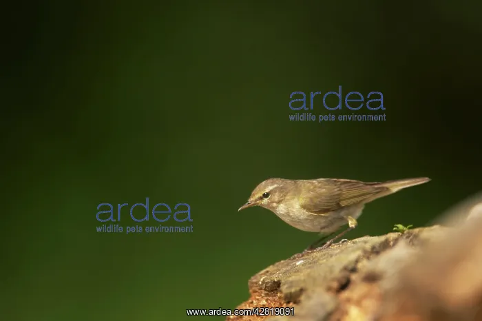 : Chiffchaff : Chiffchaff