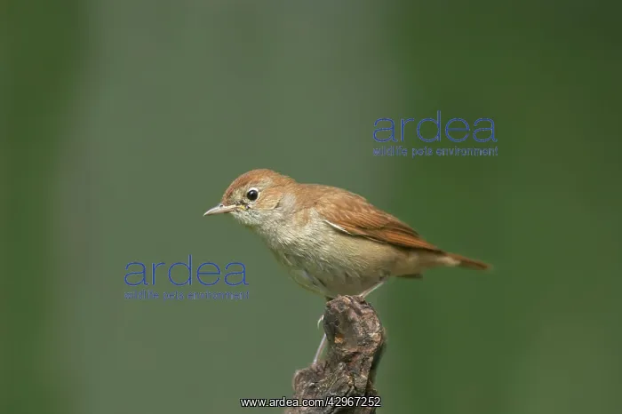 : Chiffchaff : Chiffchaff
