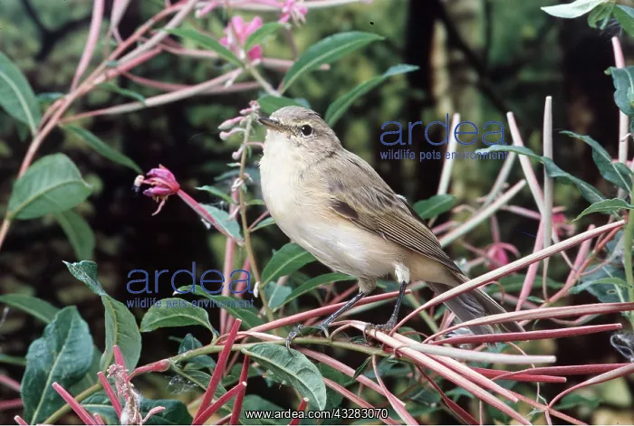 : CHIFFCHAFF : CHIFFCHAFF