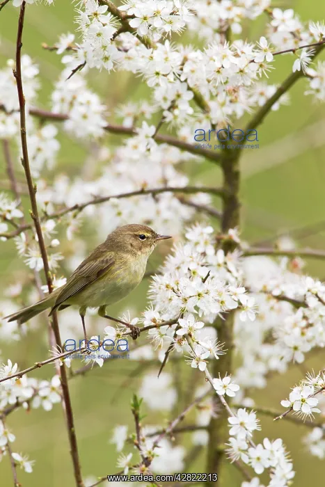 : Chiffchaff - on Blackthorn blossom : Chiffchaff - on Blackthorn blossom
