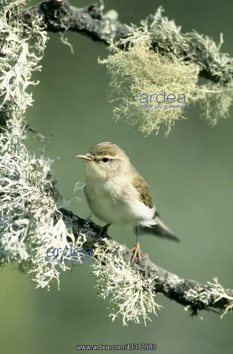 : CHIFFCHAFF - ON BRANCH : CHIFFCHAFF - ON BRANCH