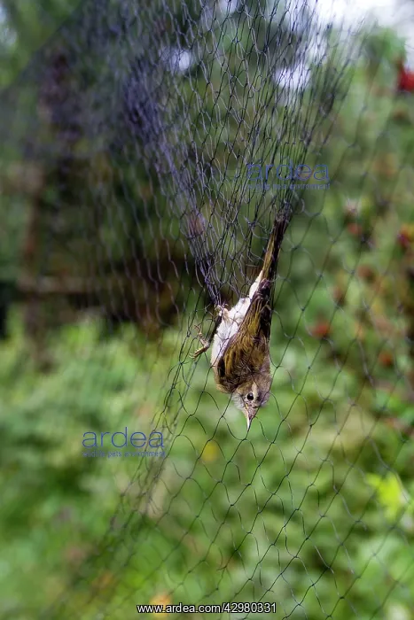 : Chiffchaff - caught in net - ringing the birds : Chiffchaff - caught in net - ringing the birds