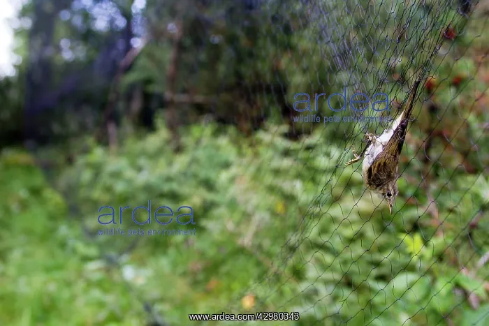 : Chiffchaff - caught in net - ringing the birds : Chiffchaff - caught in net - ringing the birds